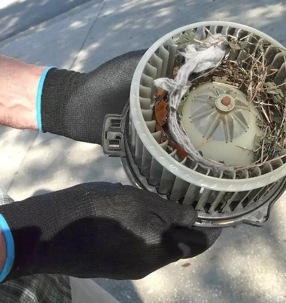 About Air Duct Mice Removal in Wilmington Island, GA